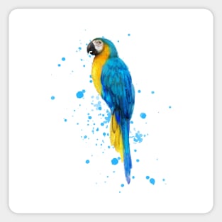 Watercolor Blue and Gold Macaw Sticker